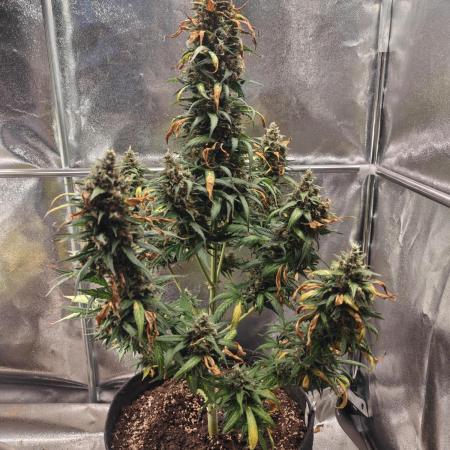 Melonade Runtz Auto