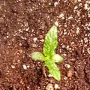 Lemon Skunk Berry#1 auto