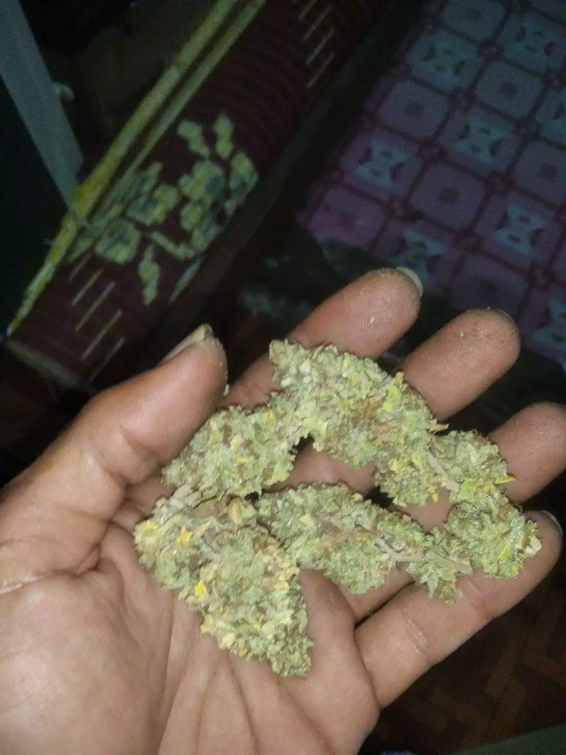 Bubble Bomb Seeds by Bomb Seeds - GrowDiaries