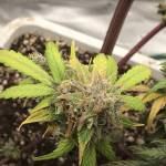 Rippers Girl Scout cookies 