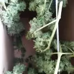 White Widow XXL