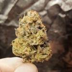 Tropicana Cookies  Auto Fast Buds 