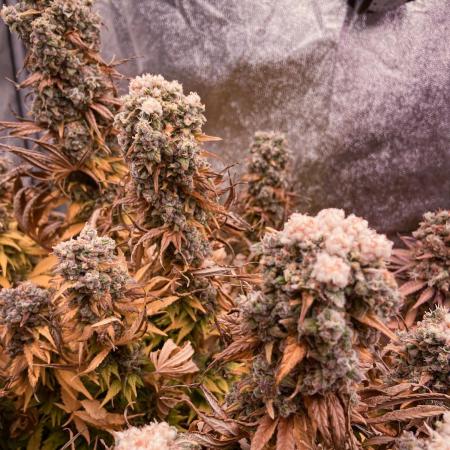 White Russian 💀 Serious Genetics Run