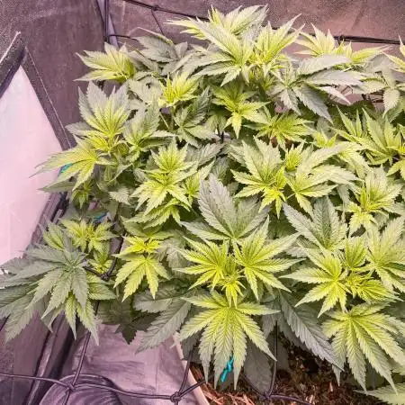White Russian 💀 Serious Genetics Run