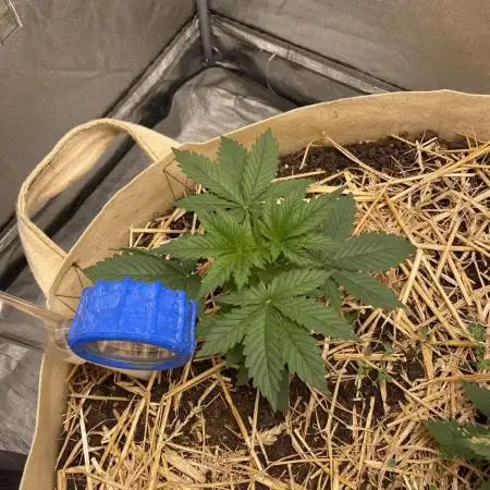 White Russian Serious Seeds Living Soil