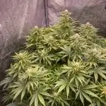 White Russian 💀 Serious Genetics Run