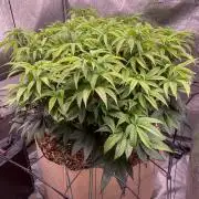 Bubba Kush - CSI