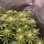 Bubble Gum 🍬 Sweet Green Evolution