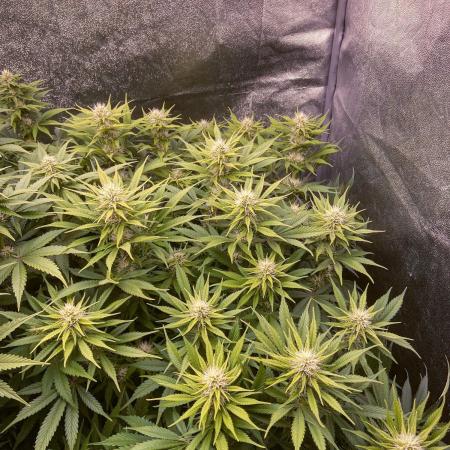 Bubble Gum 🍬 Sweet Green Evolution