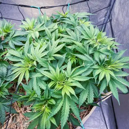 Bubble Gum 🍬 Sweet Green Evolution