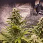 White Russian 💀 Serious Genetics Run