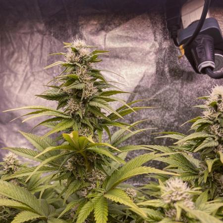 White Russian 💀 Serious Genetics Run