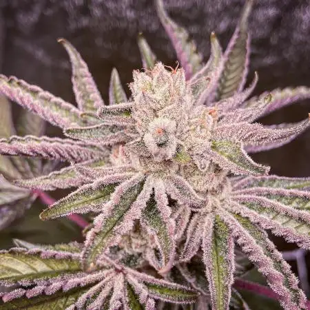 Ooozecake x Toaster 🍰 Frost Factory