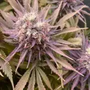 Bubble Gum 🍬 Sweet Green Evolution