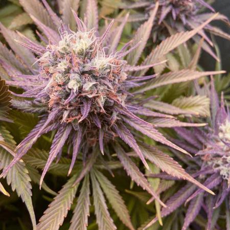 Bubble Gum 🍬 Sweet Green Evolution