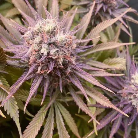 Bubble Gum 🍬 Sweet Green Evolution