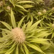 Fruity Durban | Living Soil Test