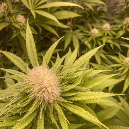 Fruity Durban | Living Soil Test
