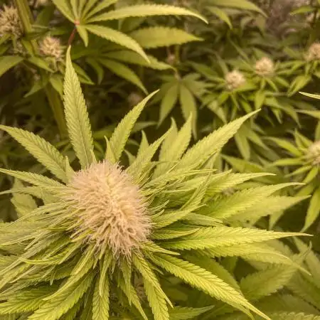 Fruity Durban | Living Soil Test