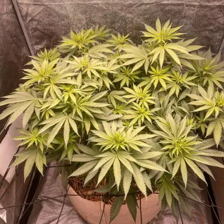 Fruity Durban | Living Soil Test