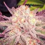 Liberty Haze 🔥 Resin Queen