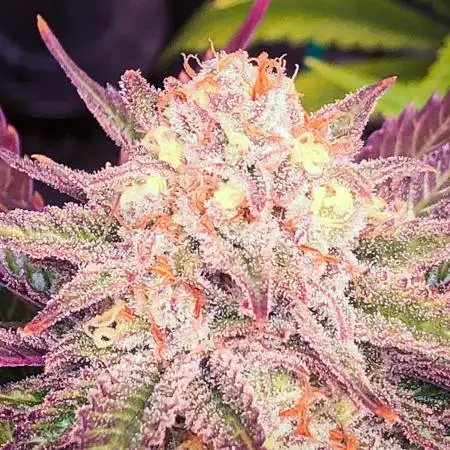 Liberty Haze 🔥 Resin Queen