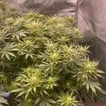 Bubble Gum 🍬 Sweet Green Evolution