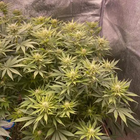 Bubble Gum 🍬 Sweet Green Evolution