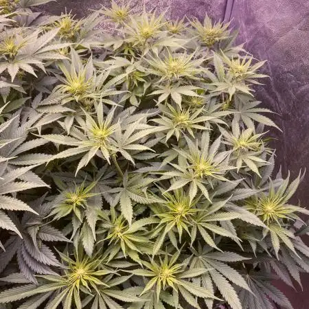 Bubble Gum 🍬 Sweet Green Evolution