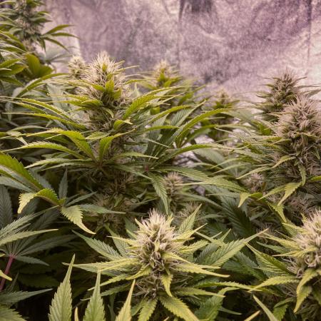 Bubble Gum 🍬 Sweet Green Evolution