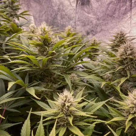 Bubble Gum 🍬 Sweet Green Evolution