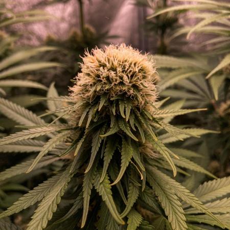 Fruity Durban | Living Soil Test