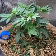 Bubba Kush - CSI