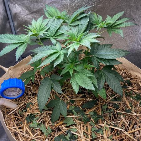 Bubba Kush - CSI