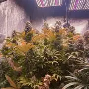 White Russian 💀 Serious Genetics Run