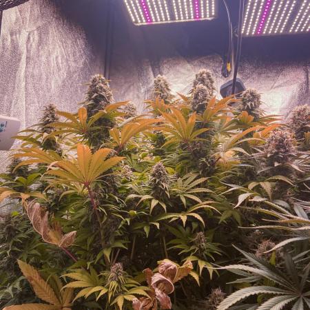 White Russian 💀 Serious Genetics Run