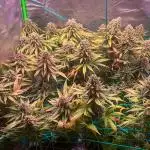 Royal Gorilla 🦍 Power Indoor Grow