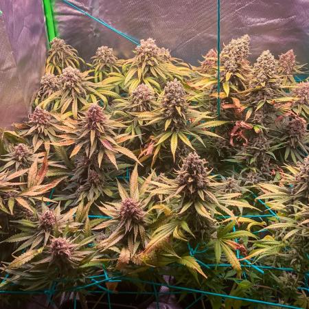 Royal Gorilla 🦍 Power Indoor Grow
