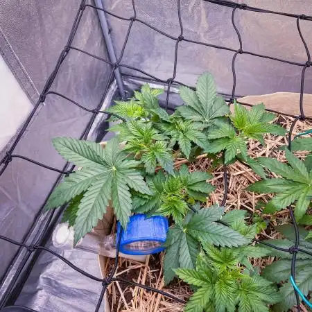 White Russian 💀 Serious Genetics Run