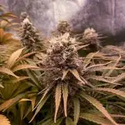 Bubble Gum 🍬 Sweet Green Evolution