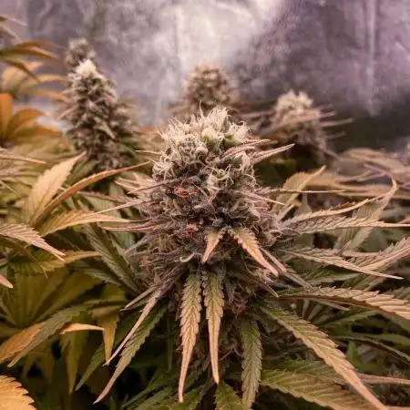 Bubble Gum 🍬 Sweet Green Evolution