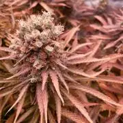 Bubble Gum 🍬 Sweet Green Evolution