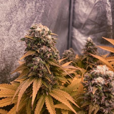 White Russian 💀 Serious Genetics Run