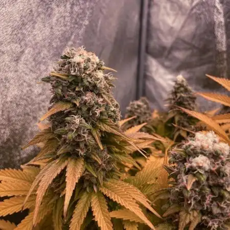 White Russian 💀 Serious Genetics Run