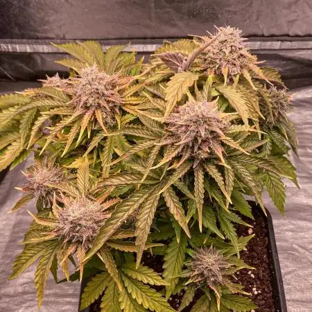 Apple Fritter 🍏 Auto Monster Buds