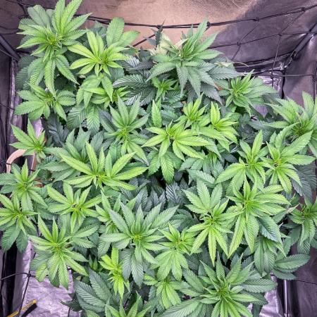 Bubba Kush - CSI