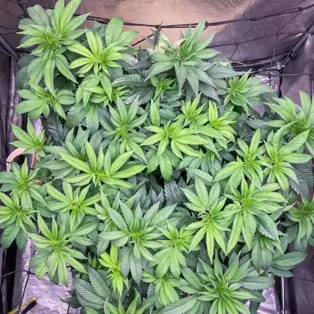 Bubba Kush - CSI