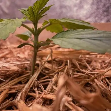Fruity Durban | Living Soil Test