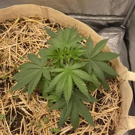 Bubble Gum Serious Seeds (Living soil)