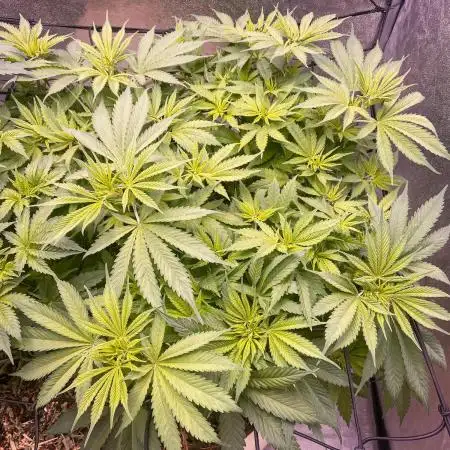 Bubble Gum 🍬 Sweet Green Evolution